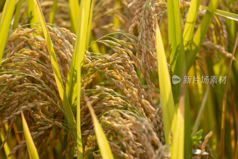 秋天丰收稻田稻子成熟水稻稻穗