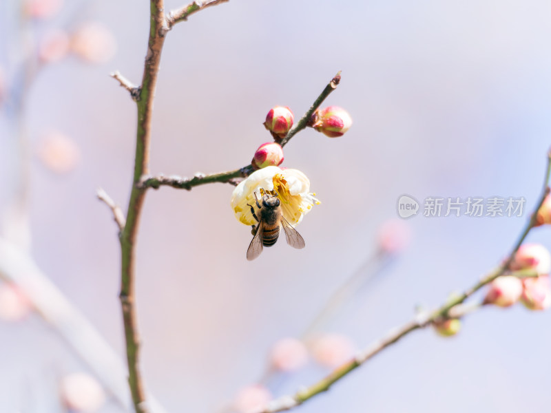 蜜蜂在盛开的梅花枝头采蜜的景象