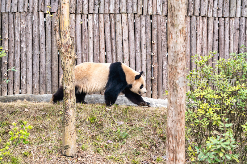 成都大熊猫繁育研究基地的大熊猫