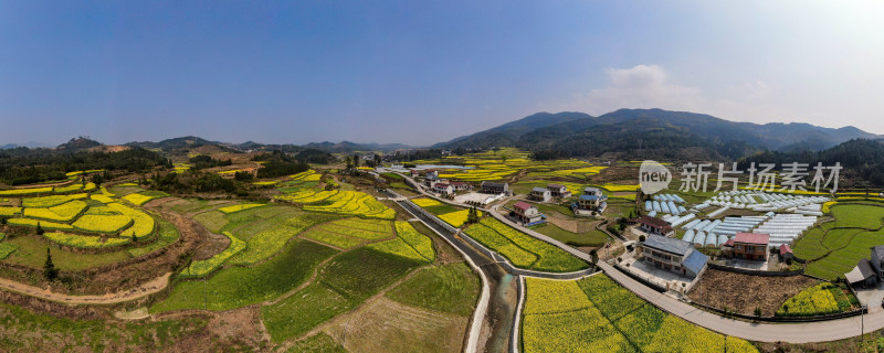 美丽乡村田园油菜花航拍全景图