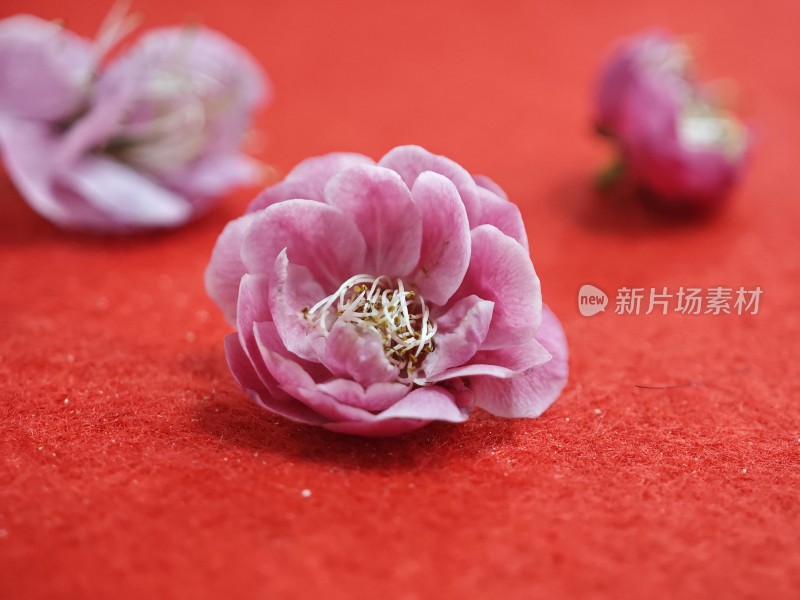 红色背景上的粉色花朵