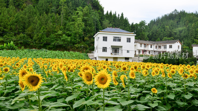 美丽田野田园太阳花葵花花朵向日葵