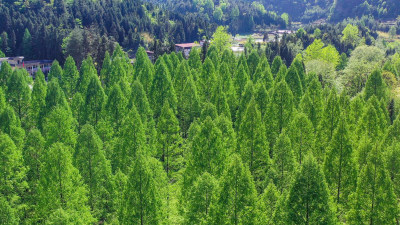 湖北利川小河水杉林