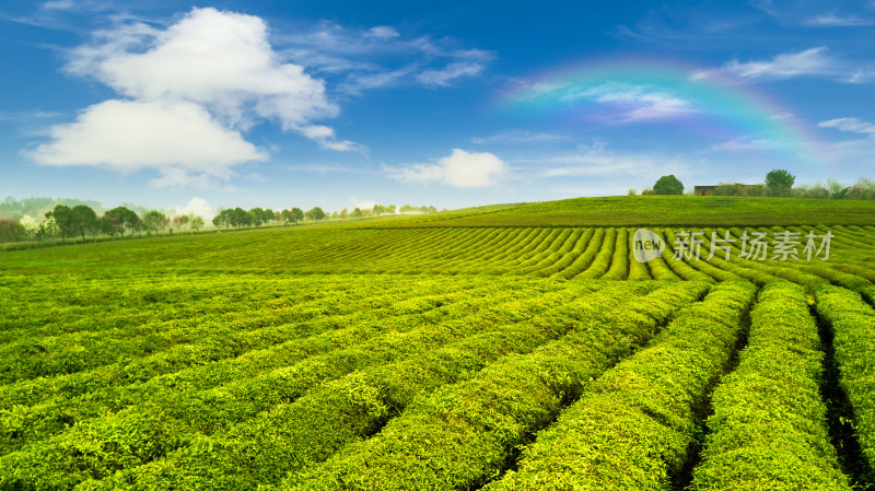 茶园茶山