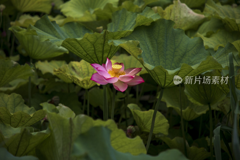 夏季公园荷塘荷叶丛中荷花特写