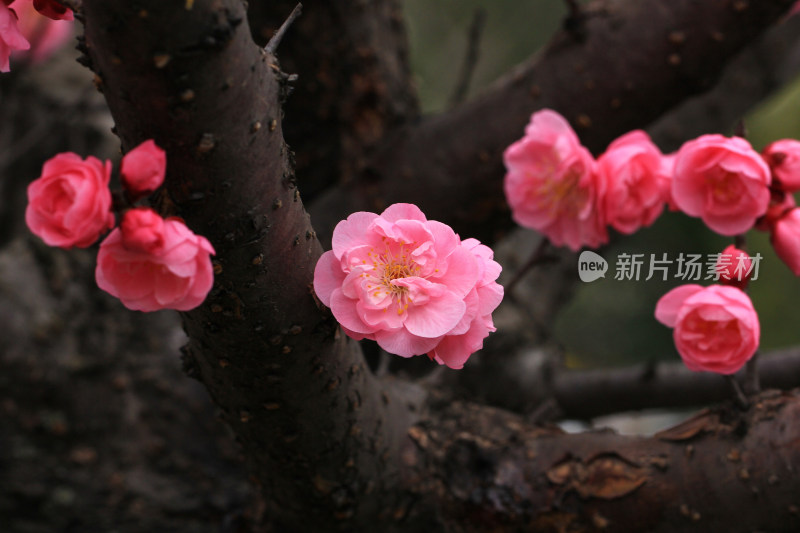 初春绽放的粉红色梅花