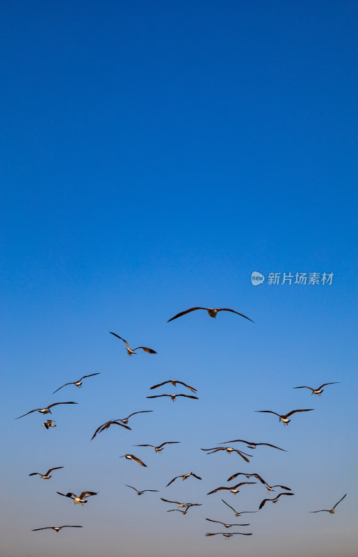 山东烟台蓬莱阁八仙过海景区海天之间海鸥