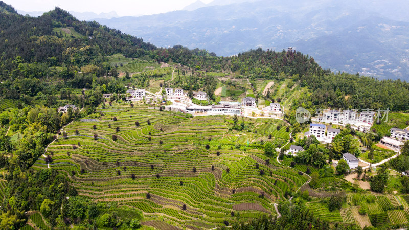 大自然茶园茶叶茶山美景景色航拍