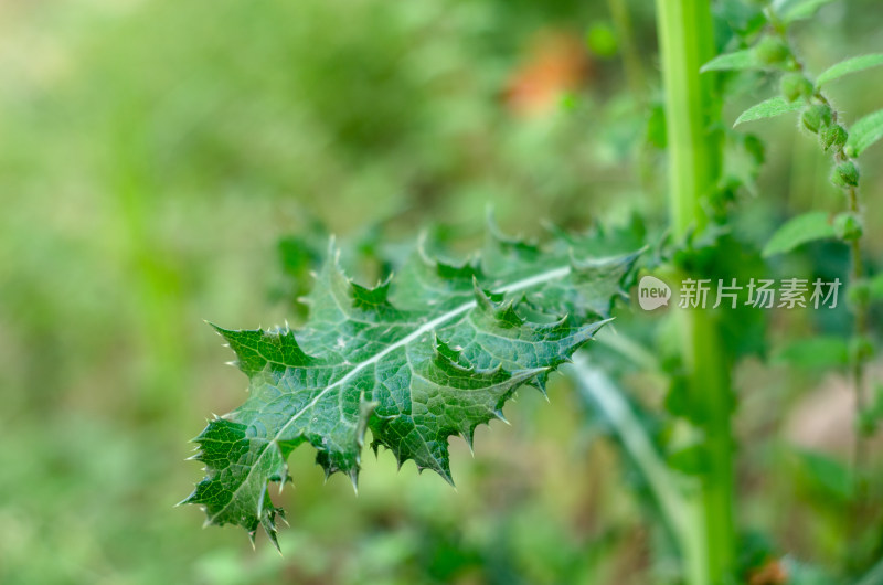 带刺绿色植物叶片特写