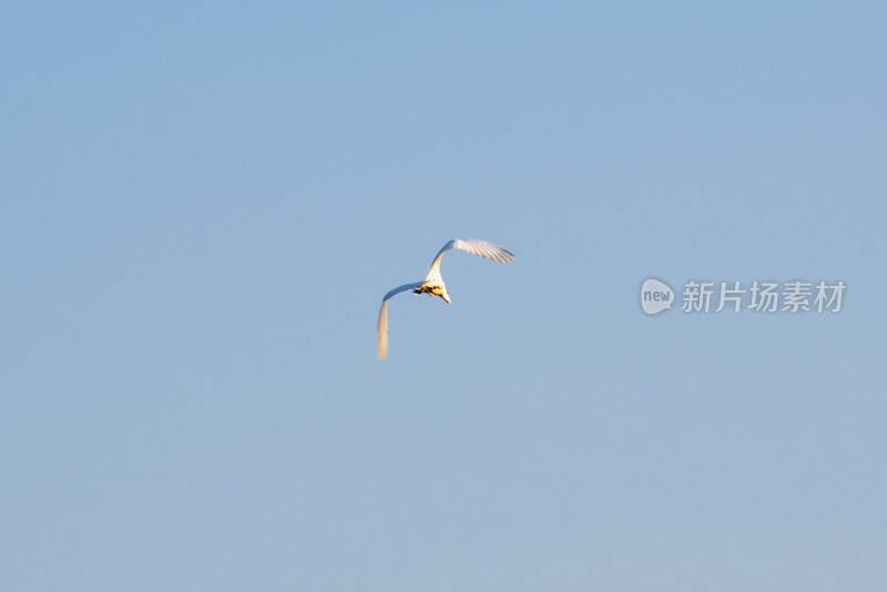 蓝天中飞翔的海鸥