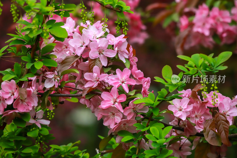 北京元大都海棠花溪