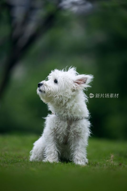 草地上的白色小狗