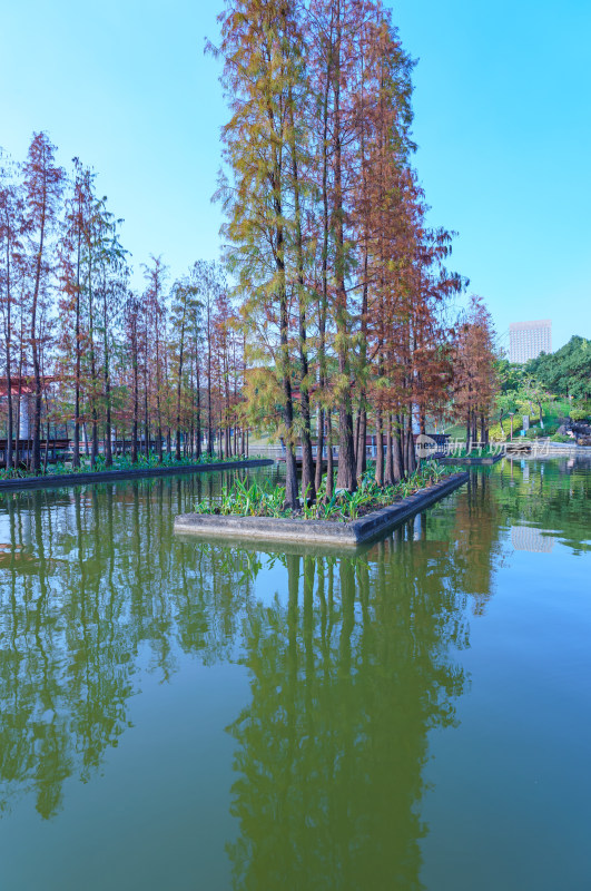 佛山千灯湖公园落羽杉红叶与城市湖泊风光