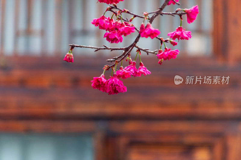 特写粉色樱花枝