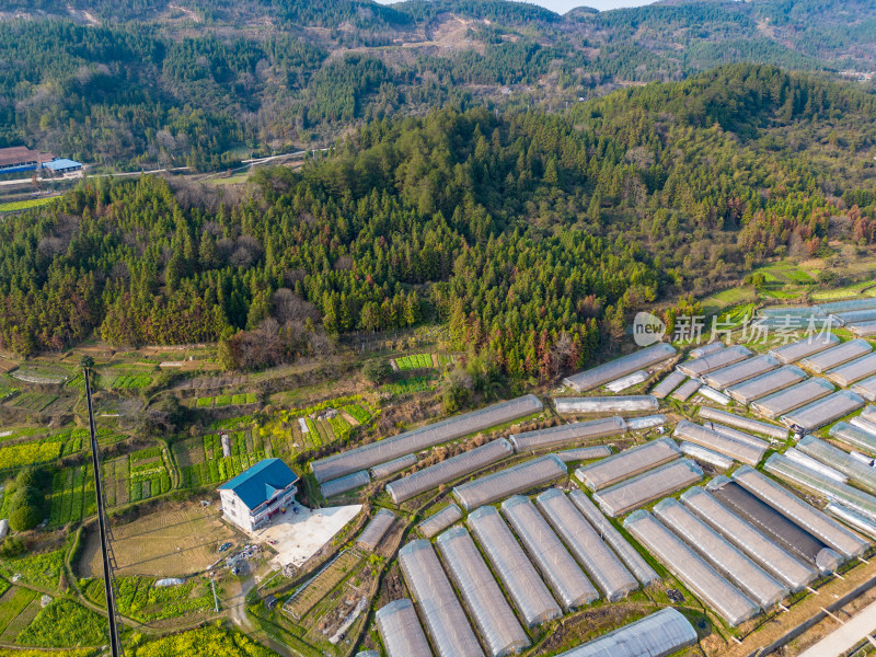 美丽乡村大棚农业种植油菜花航拍摄影图