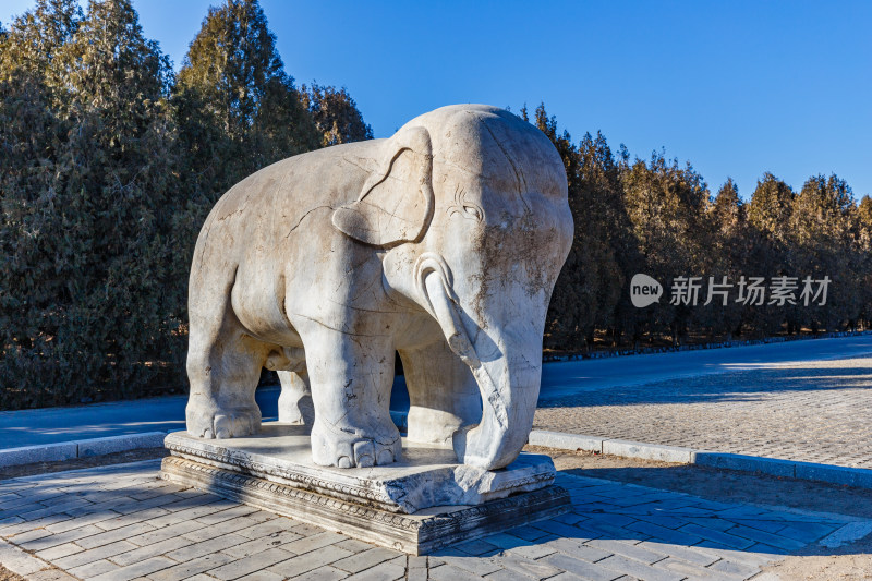 河北唐山市遵化清东陵石像生立姿大象