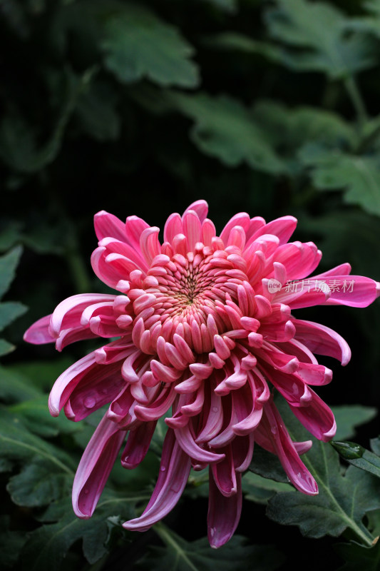 菊花鲜花实拍素材