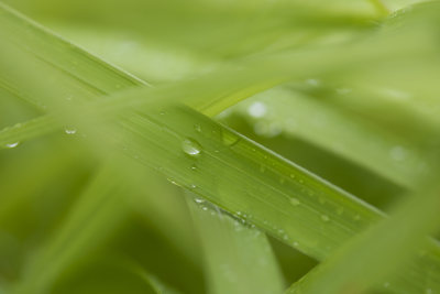 叶子上的水珠露水雨珠特写