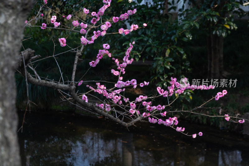 杭州曲院风荷盛开的粉色梅花特写