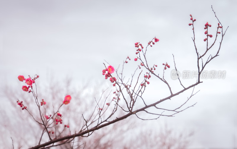 粉红色盛开的梅花