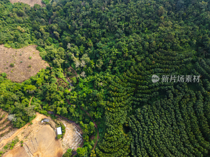 航拍绿意盎然的山脉和茂密森林