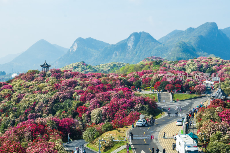 贵州百里杜鹃