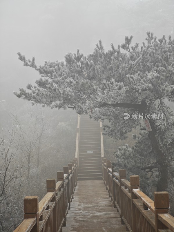 新甫山雾中扶梯