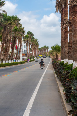 道路两旁有棕榈树的骑行场景