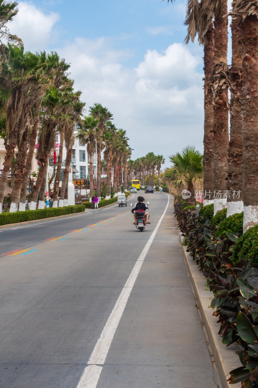 道路两旁有棕榈树的骑行场景