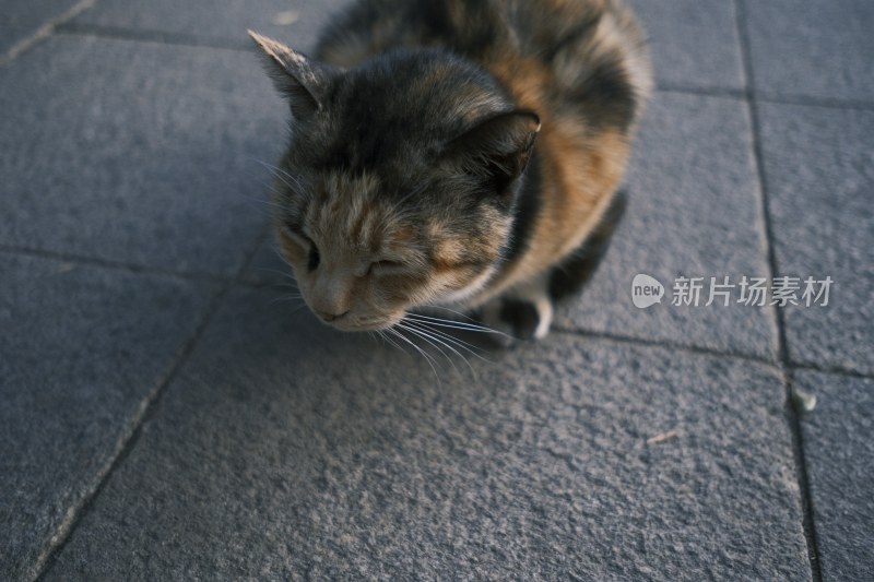 地上闭眼休憩的三花猫