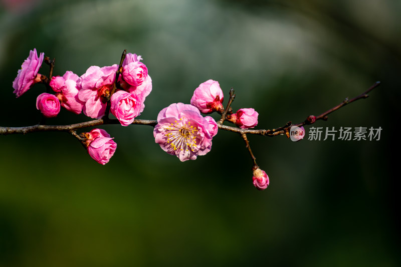 南京明孝陵梅花山梅花开