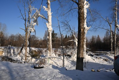 雪后树林树木覆冰景象