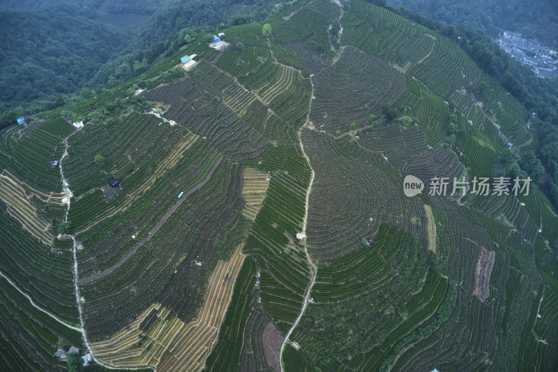 杭州龙井梅岭茶园