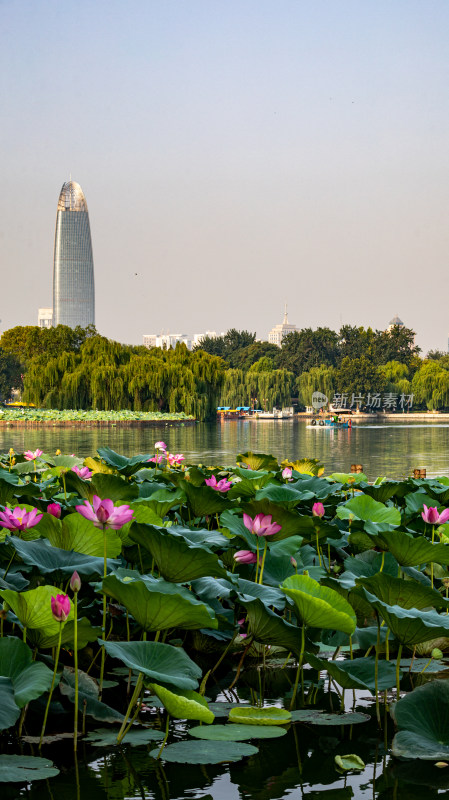 山东济南大明湖风景区夏日荷花景点景观