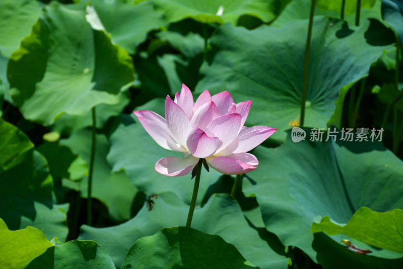 荷花，优雅绽放于碧绿荷叶间