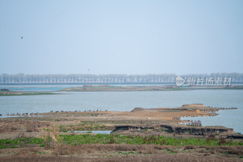 武汉东西湖府河湿地候鸟