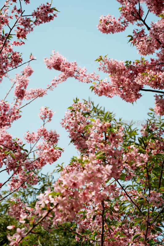 北京玉渊潭公园樱花节樱花