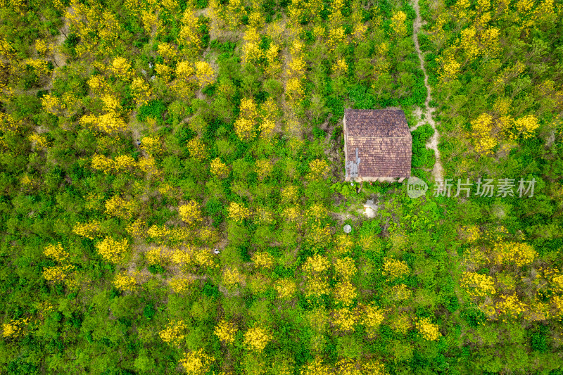 广东韶关黄花风铃木种植基地航拍