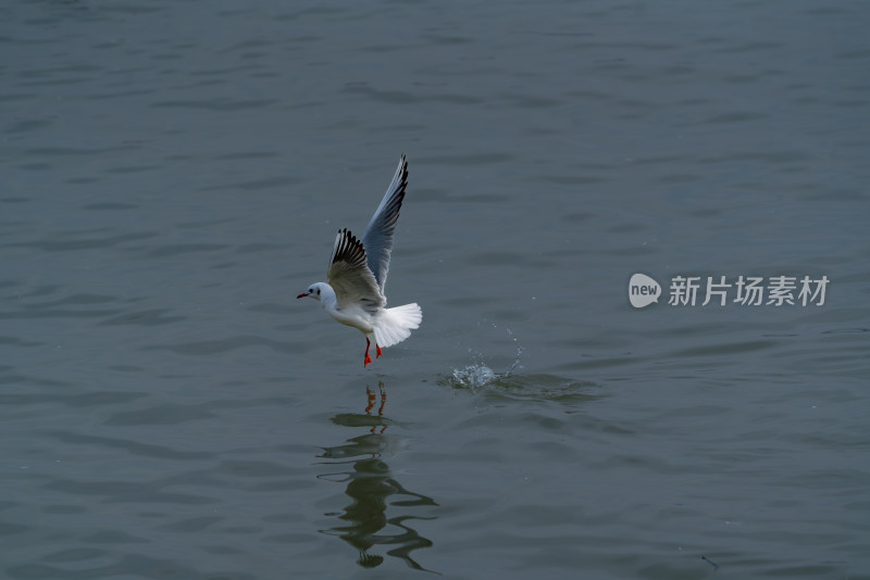 三门峡天鹅湖红嘴鸥