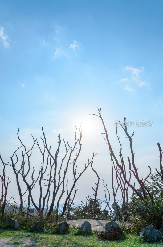 香港大帽山郊野公园枯树枝与阳光