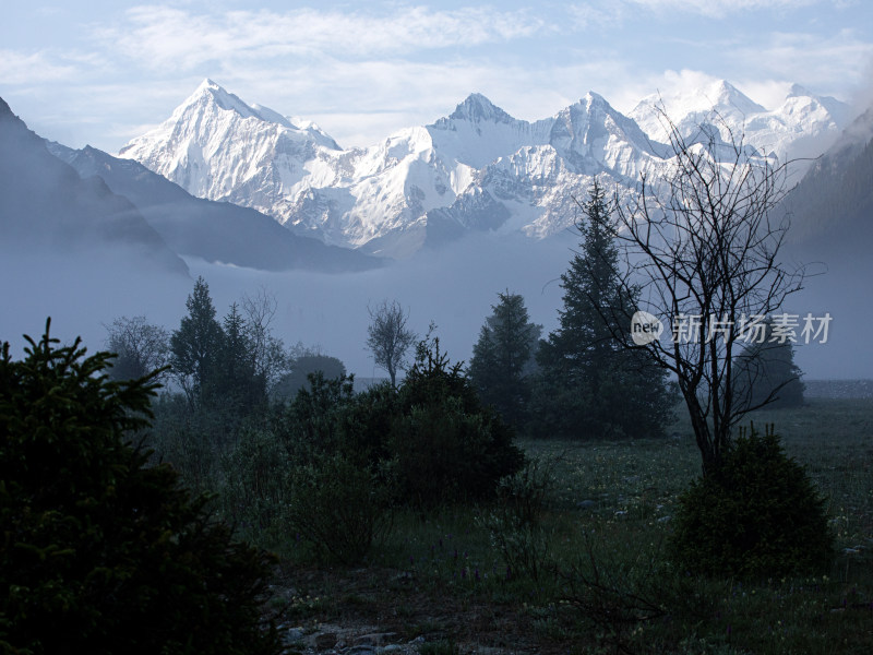 新疆伊犁，早晨晨雾中的森林雪山自然风景