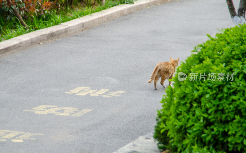 公园一只小野猫