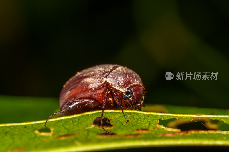 叶片上的台湾绒金龟