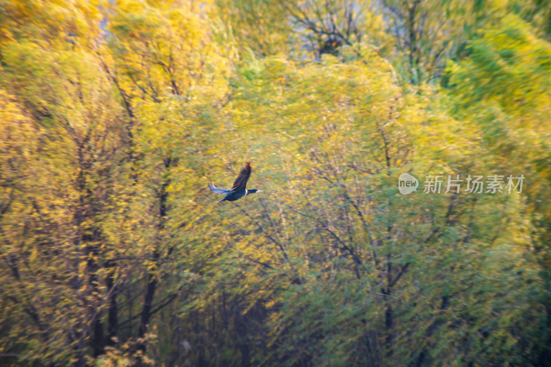 洛阳洛河边湿地里空中飞翔的鱼鹰（鸬鹚）