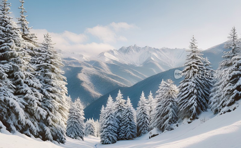 冬季森林白雪覆盖风景