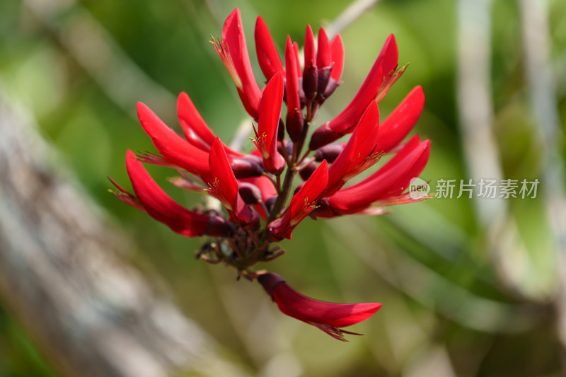 红色开花植物龙牙花