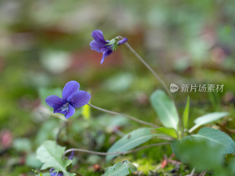 春天的紫花地丁开花特写