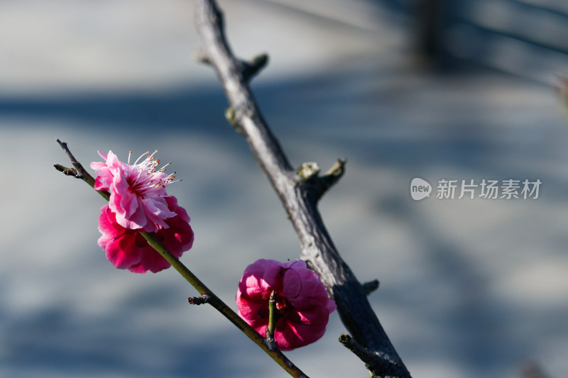 梅花 腊梅 红梅花