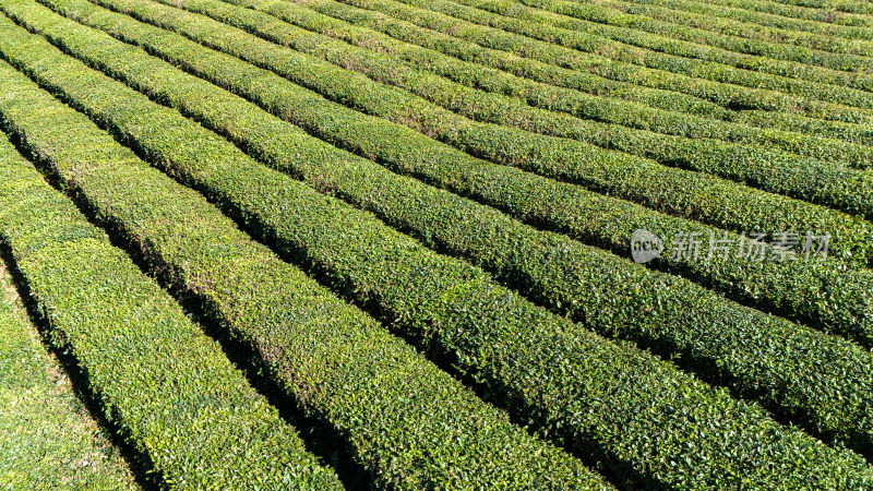 绿茶、茶园