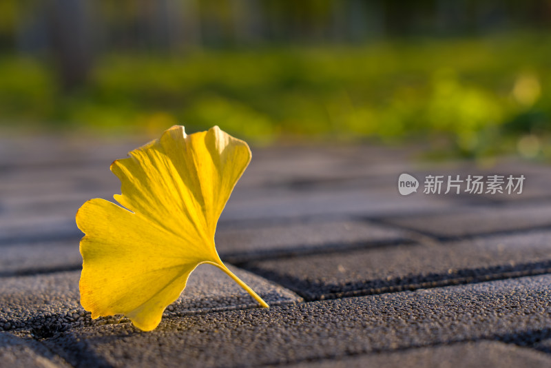 秋天阳光金黄色银杏树叶自然风景霜降